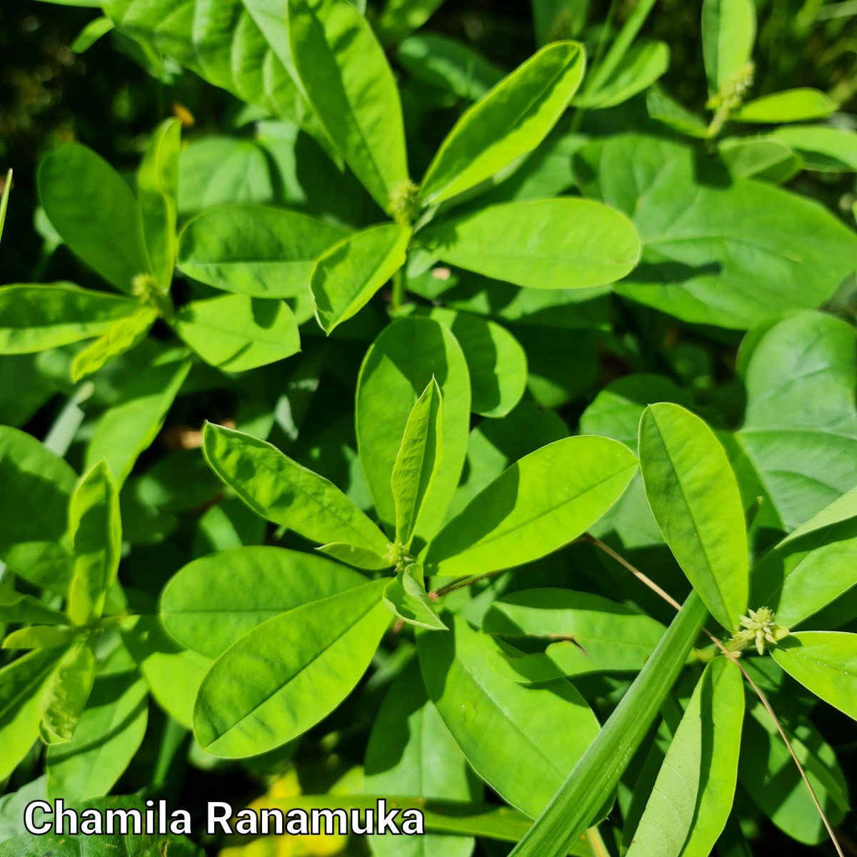 Crotalaria retusa L.